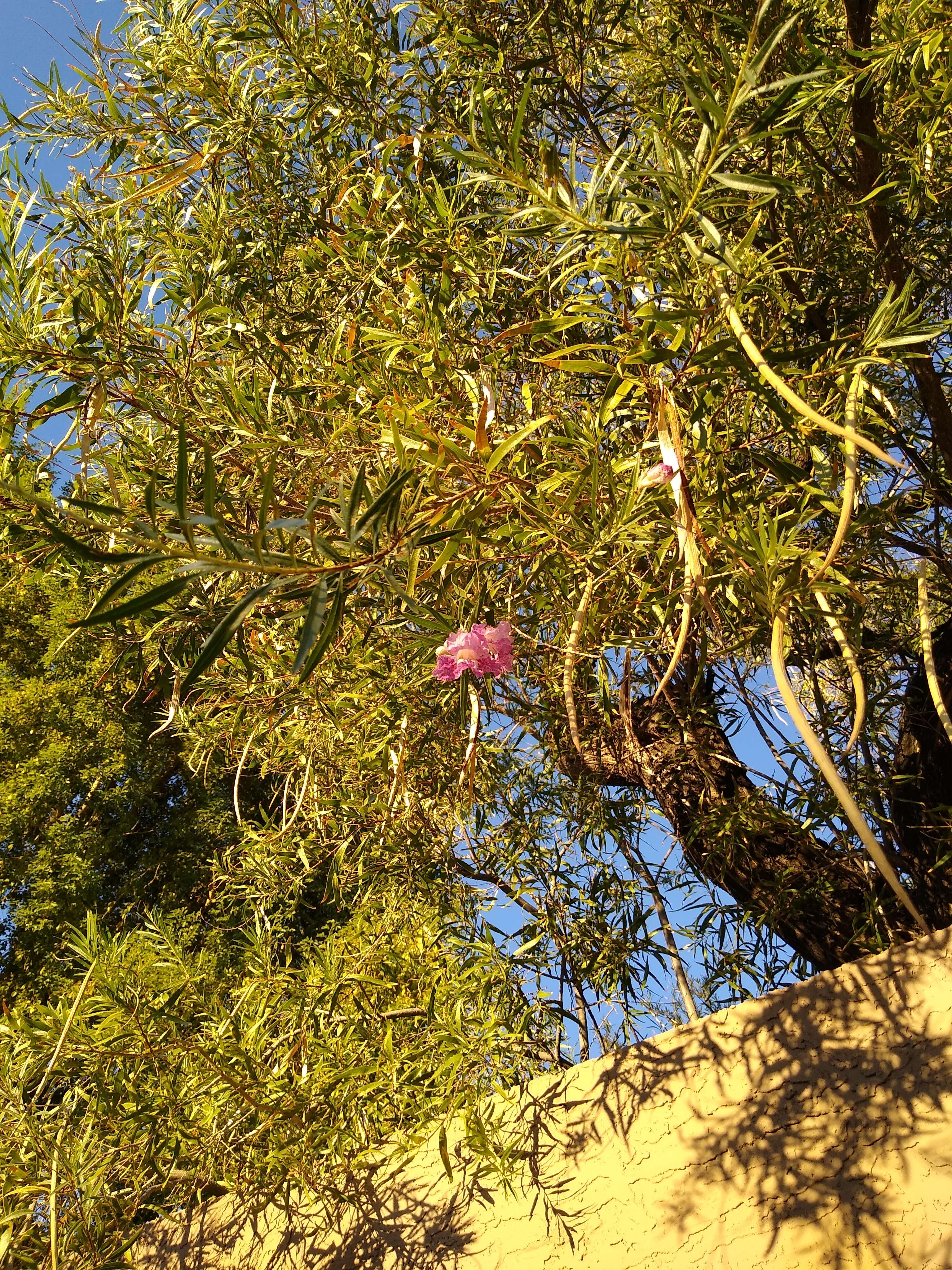 Image of desert willow