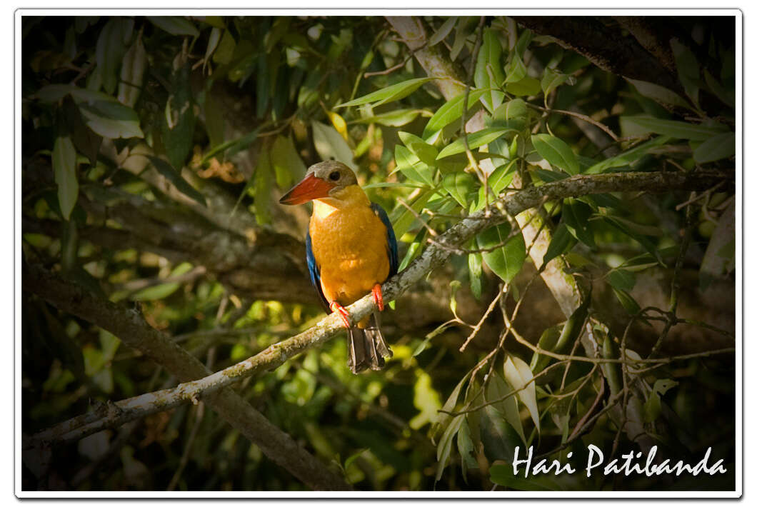 Image of Stork-billed Kingfisher