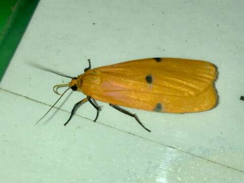 Image of four-spotted footman