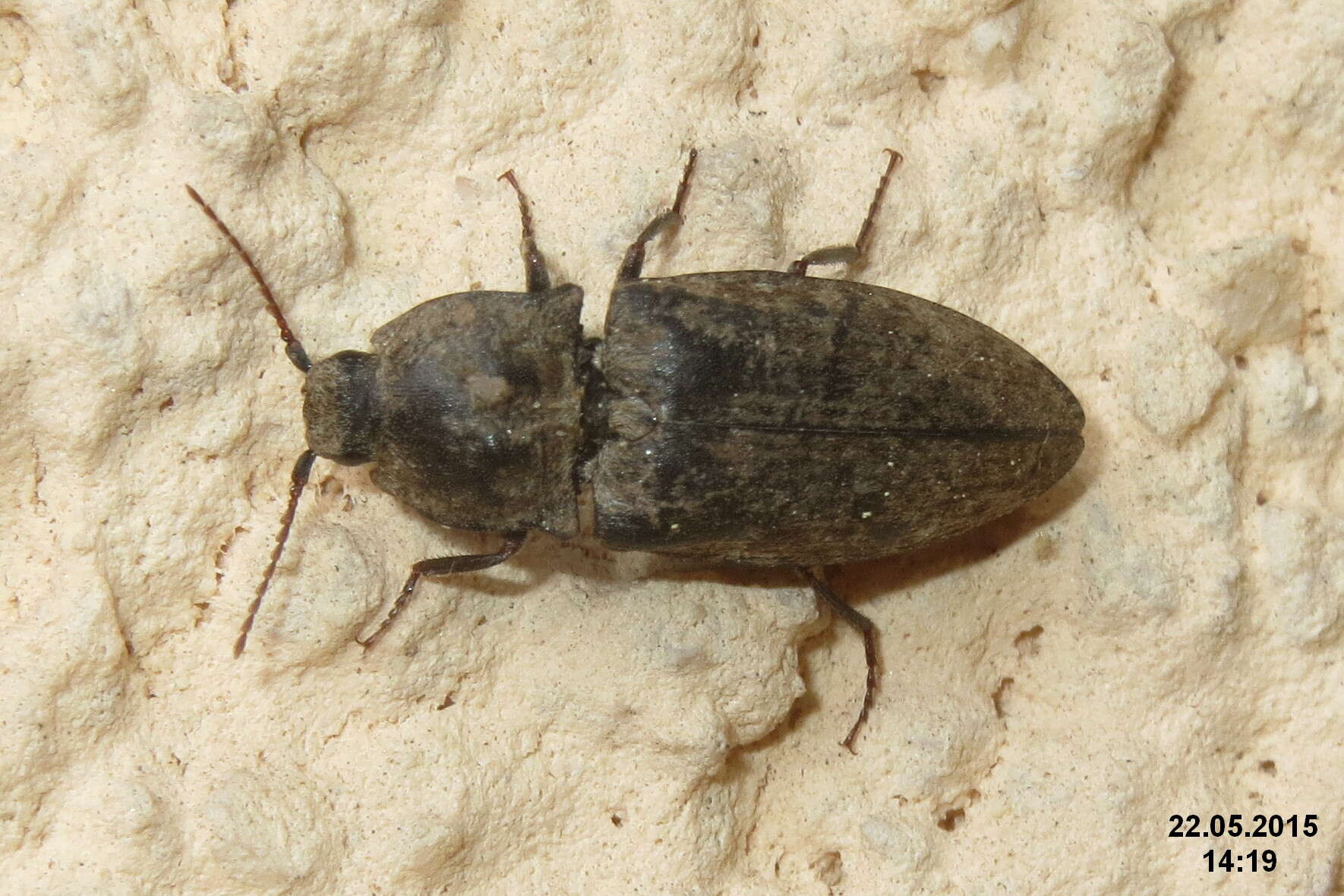 Image of Agrypnus murinus