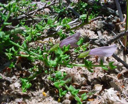 Image of Prostanthera chlorantha (F. Muell.) Benth.