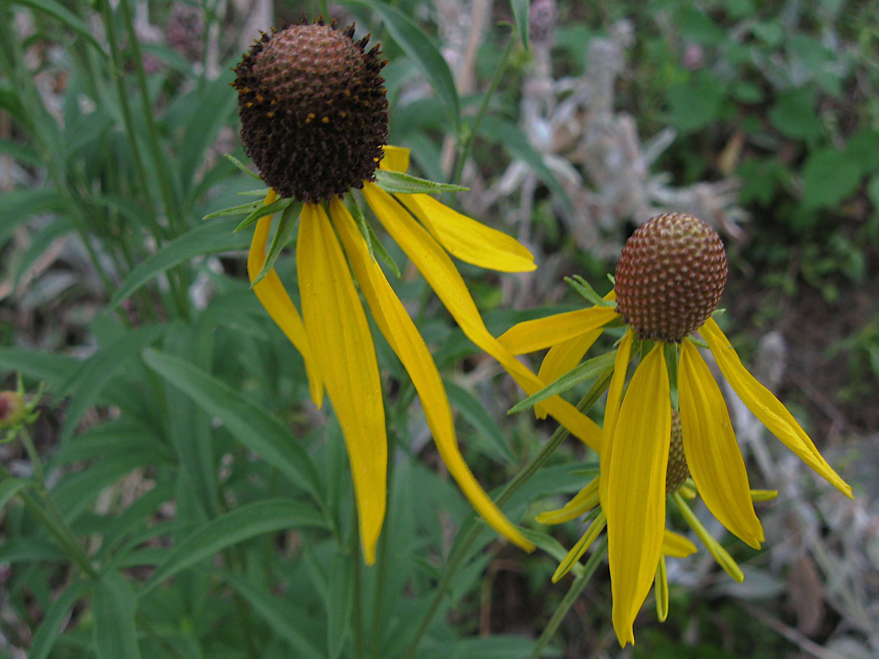 صورة Ratibida pinnata (Vent.) Barnh.