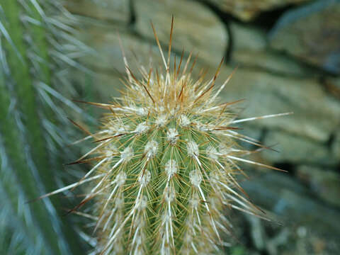 Image of Weberbauerocereus weberbaueri (K. Schum.) Backeb.