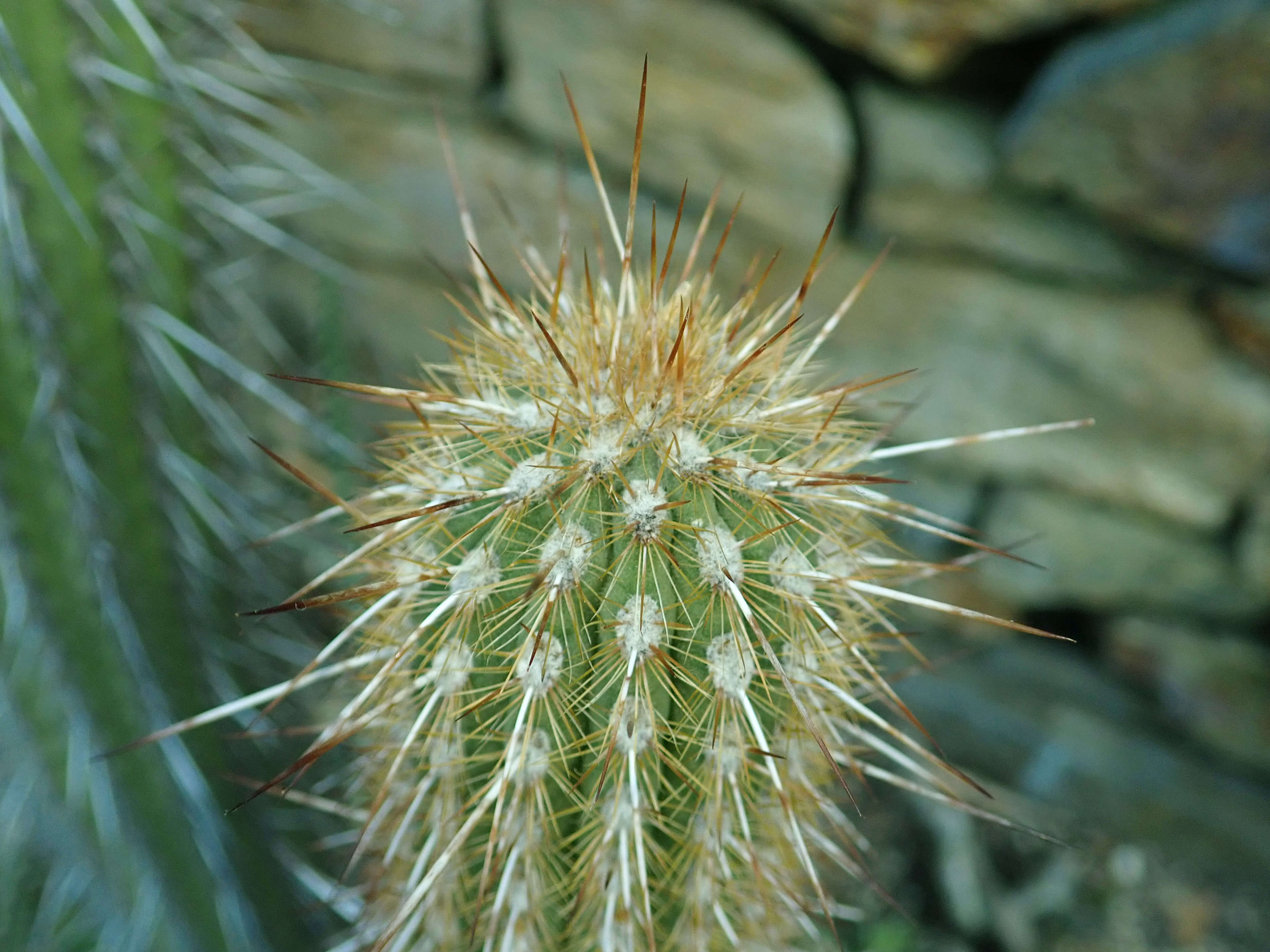 Weberbauerocereus weberbaueri (K. Schum.) Backeb.的圖片