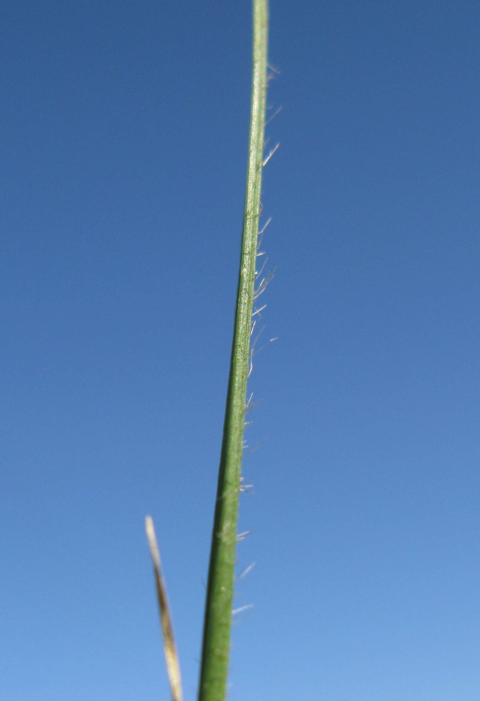 Plancia ëd Rytidosperma racemosum (R. Br.) Connor & Edgar