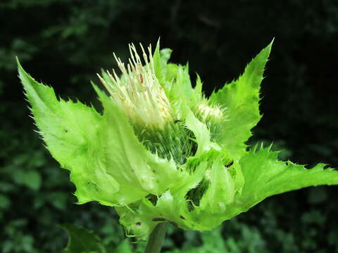 Image of Cabbage Thistle