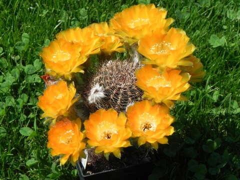 Echinopsis haematantha (Speg.) D. R. Hunt resmi