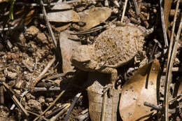 Image of Greater Short-horned Lizard