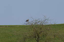 Image of Red Kite