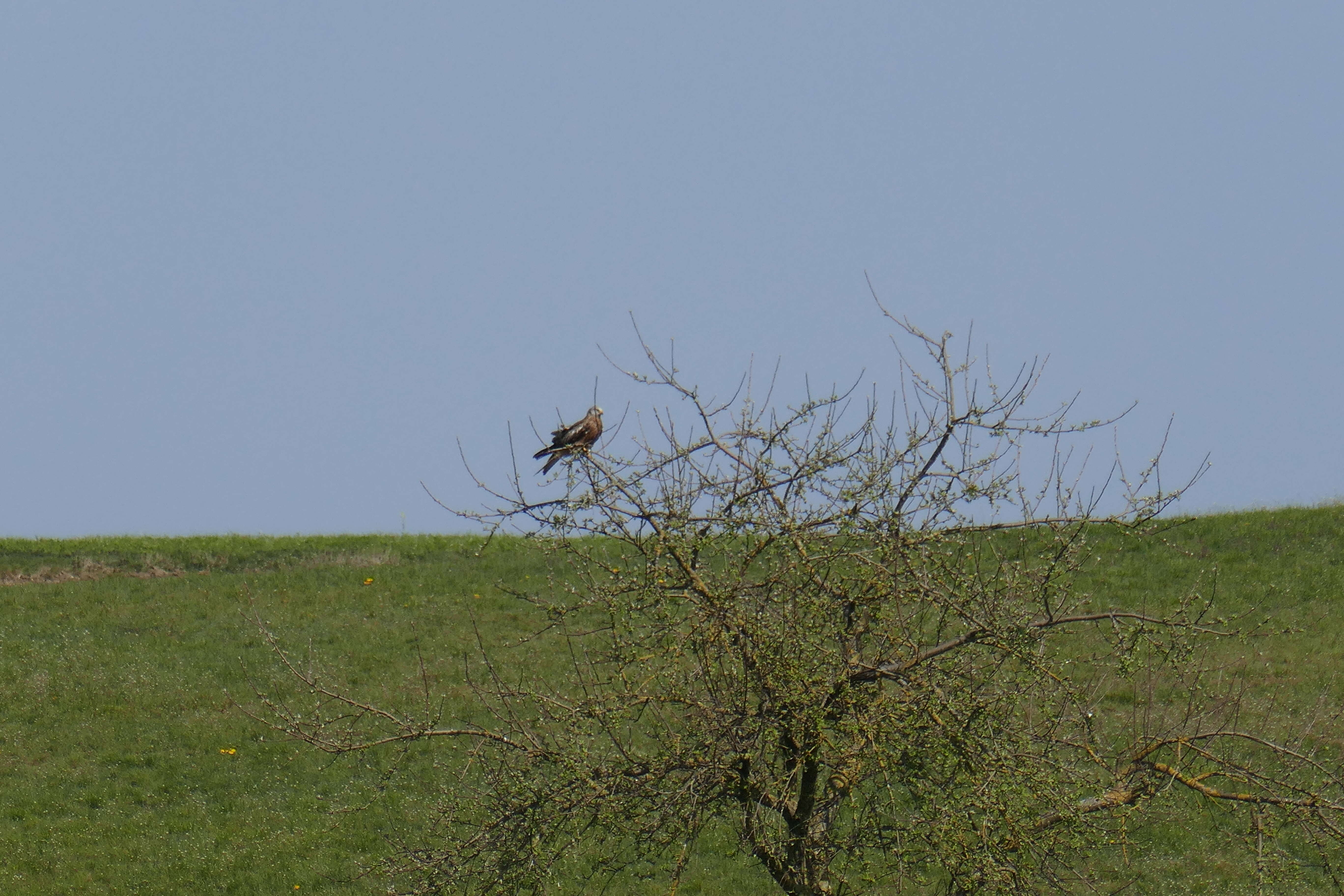 Image of Red Kite