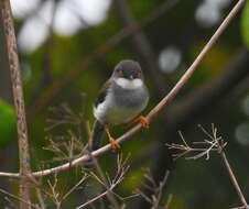 Image of Grey-breasted Prinia