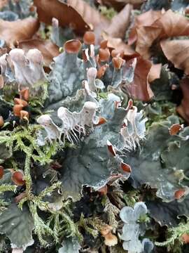 Image of membraneous felt lichen