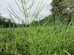 Image of field horsetail