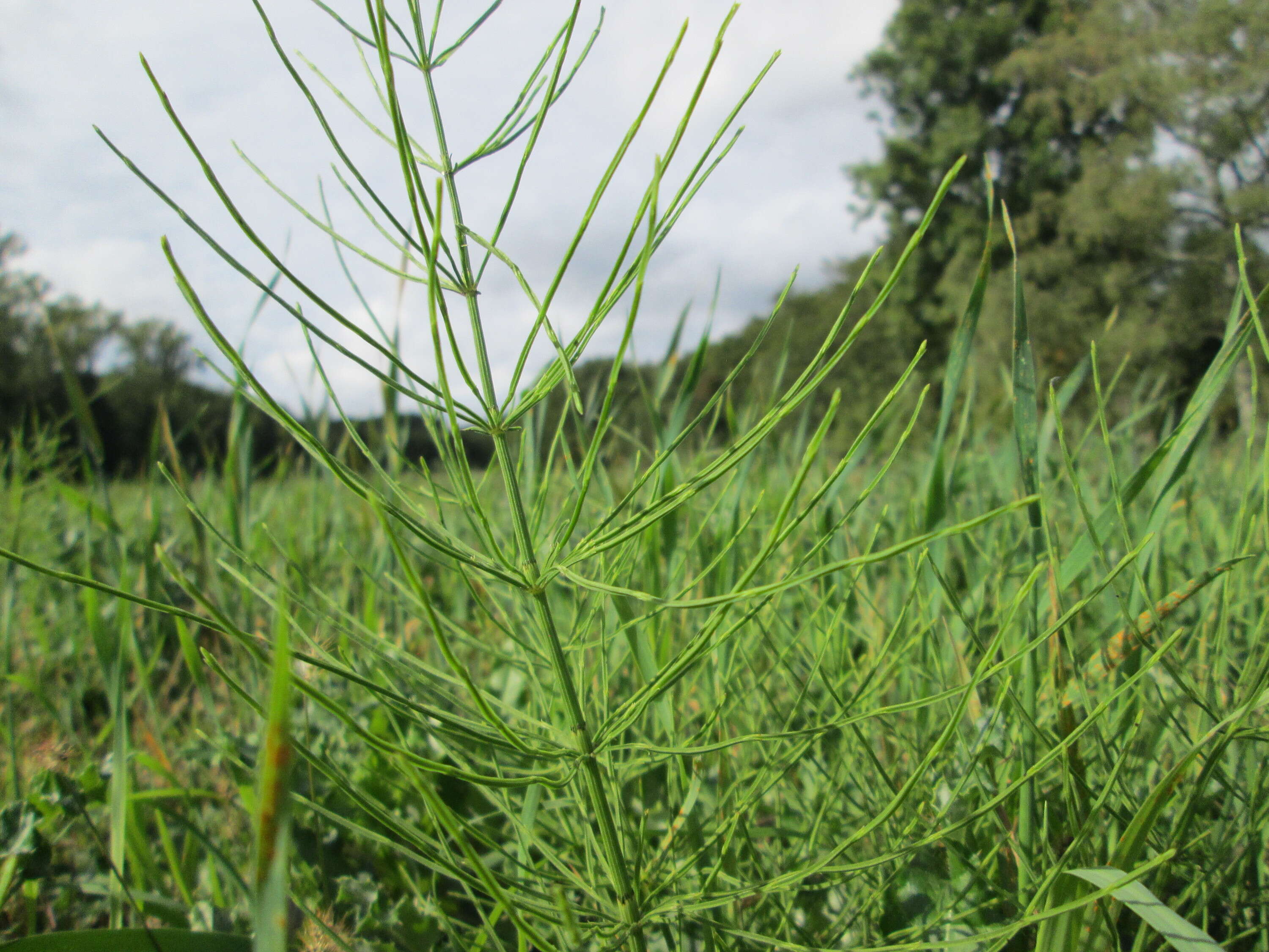 Image of field horsetail