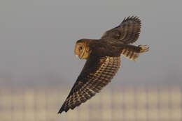 Image of African Grass Owl