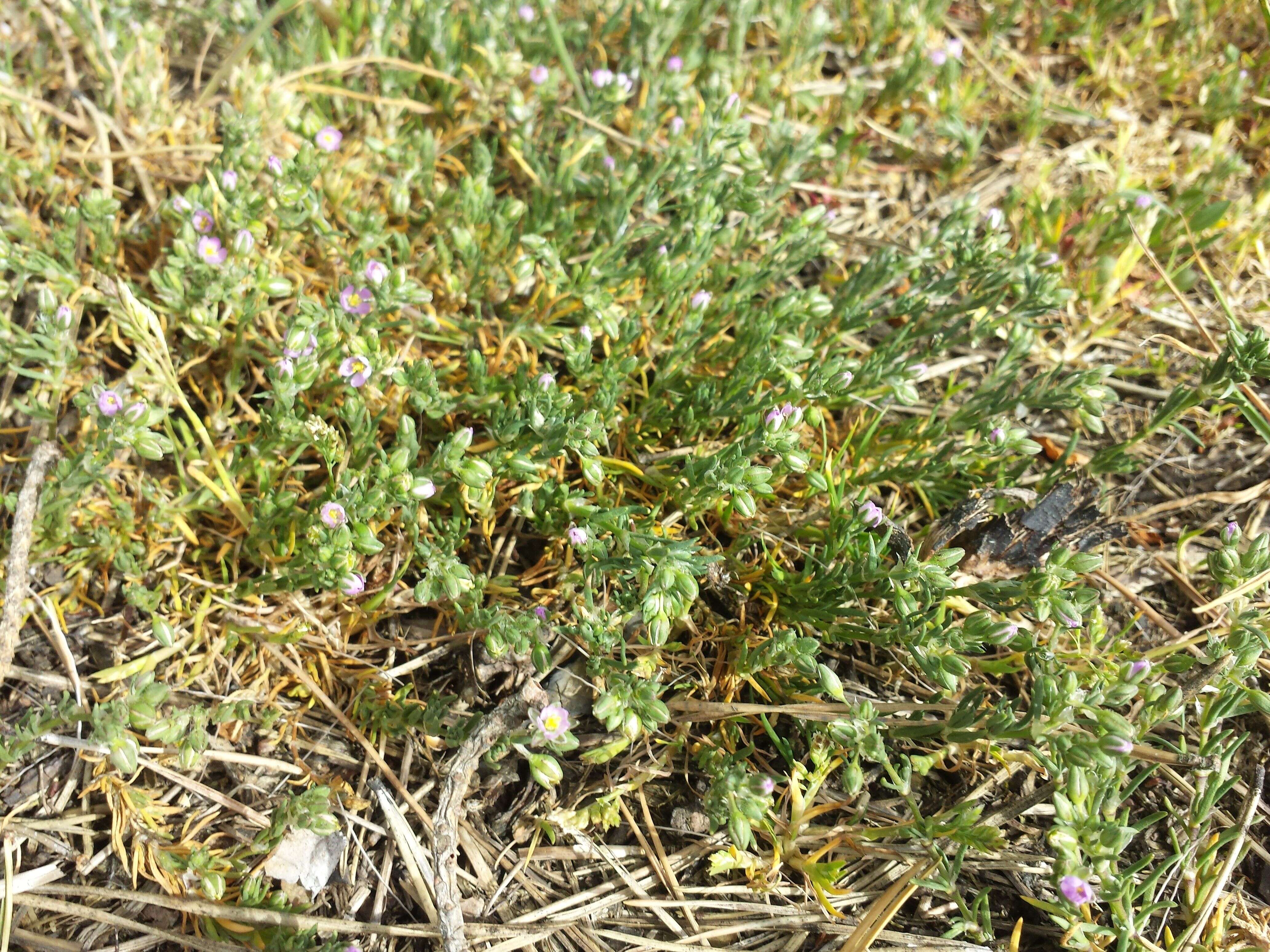 Image of red sandspurry