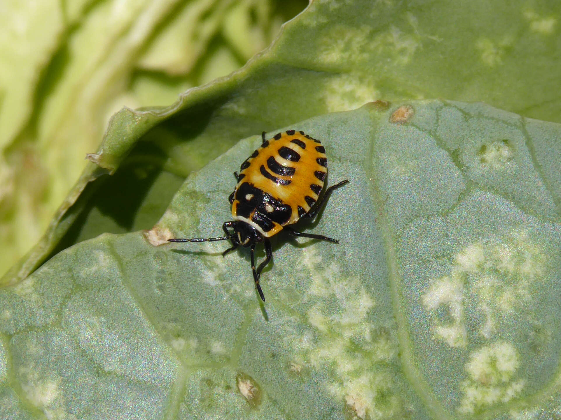 Image of <i>Eurydema ventralis</i>