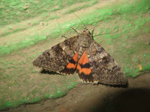 Image of french red underwing