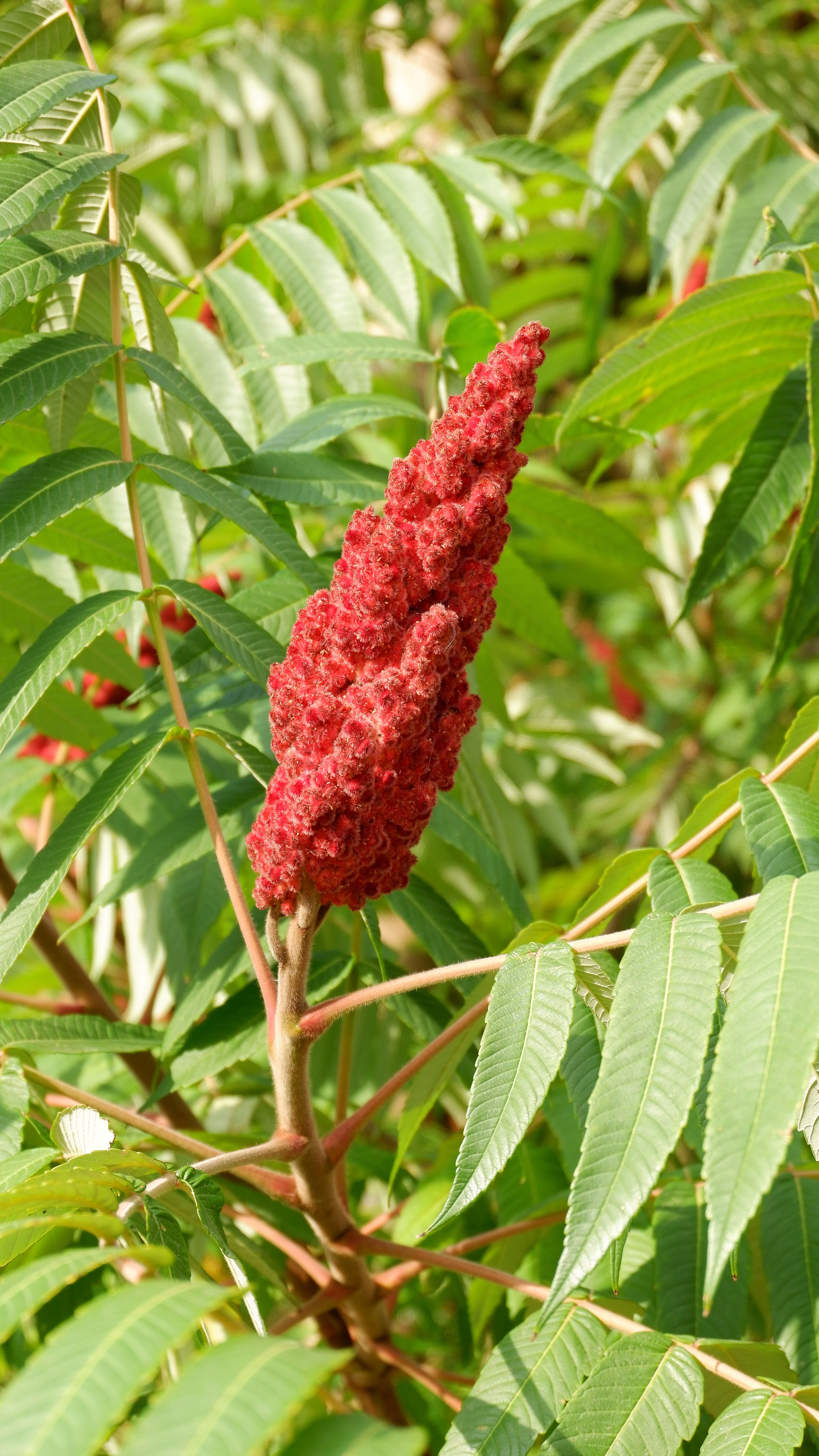 Image of staghorn sumac