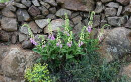 Imagem de Digitalis thapsi L.