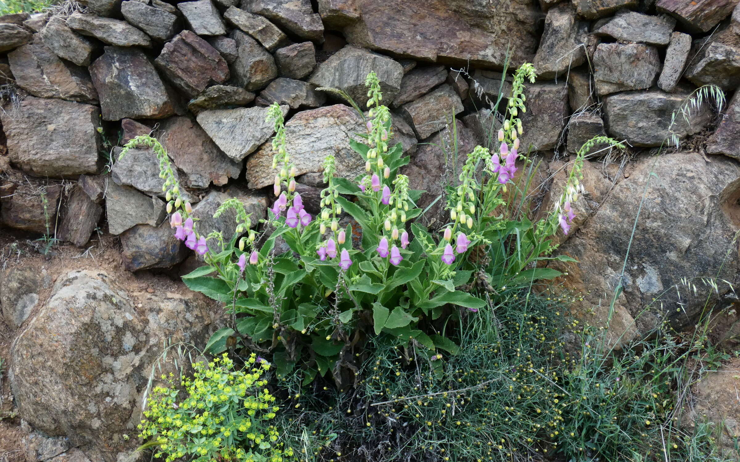 Imagem de Digitalis thapsi L.