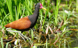 Image of Wattled Jacana