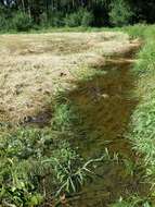 Image of Spatulaleaf Loosestrife