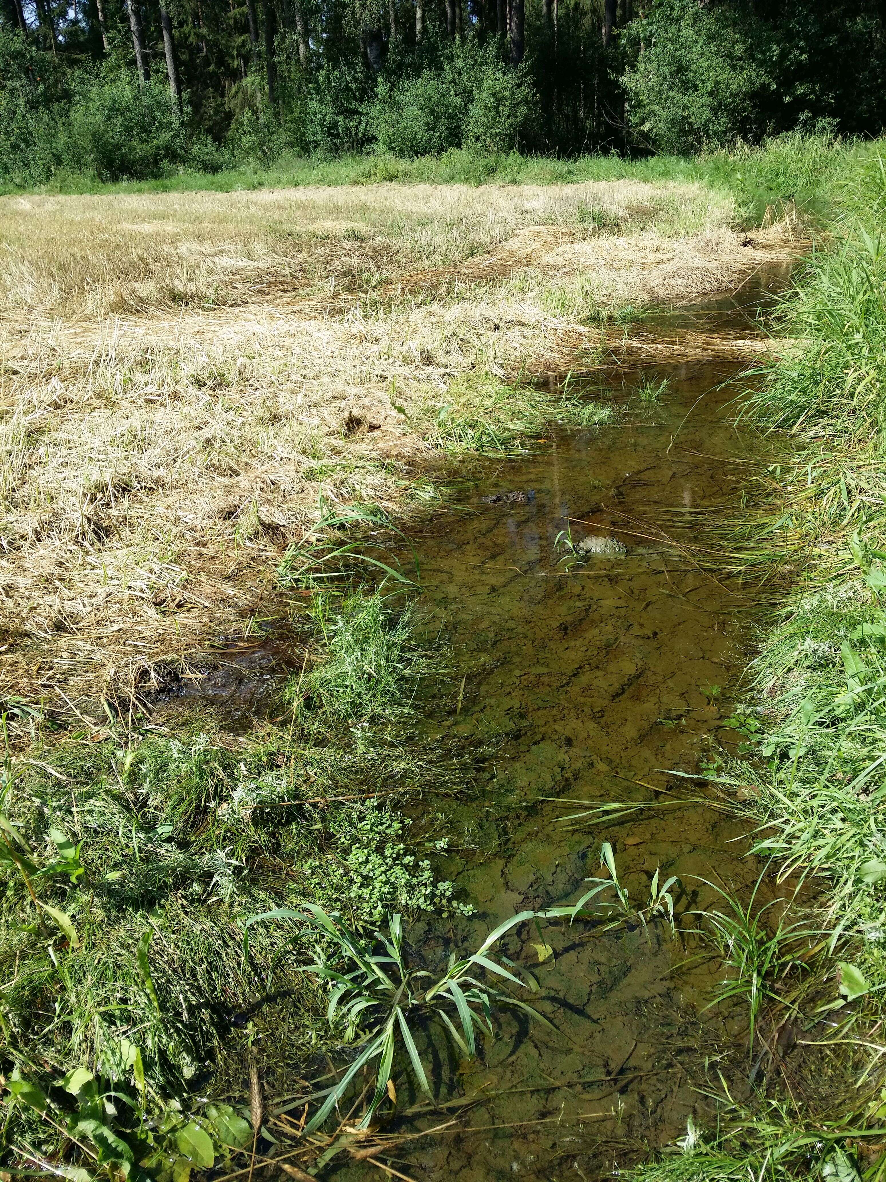 Image de Pourpier des Marais