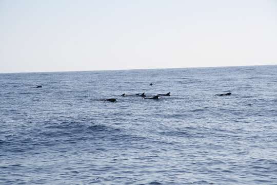 Image of Atlantic Pilot Whale