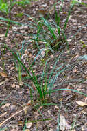 Image of Libertia ixioides (G. Forst.) Spreng.