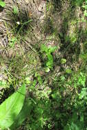 Image of tall thimbleweed