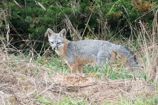 Image of Grey Foxes