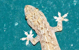 Image of Common Four-clawed Gecko