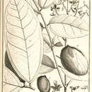 Image of taralea