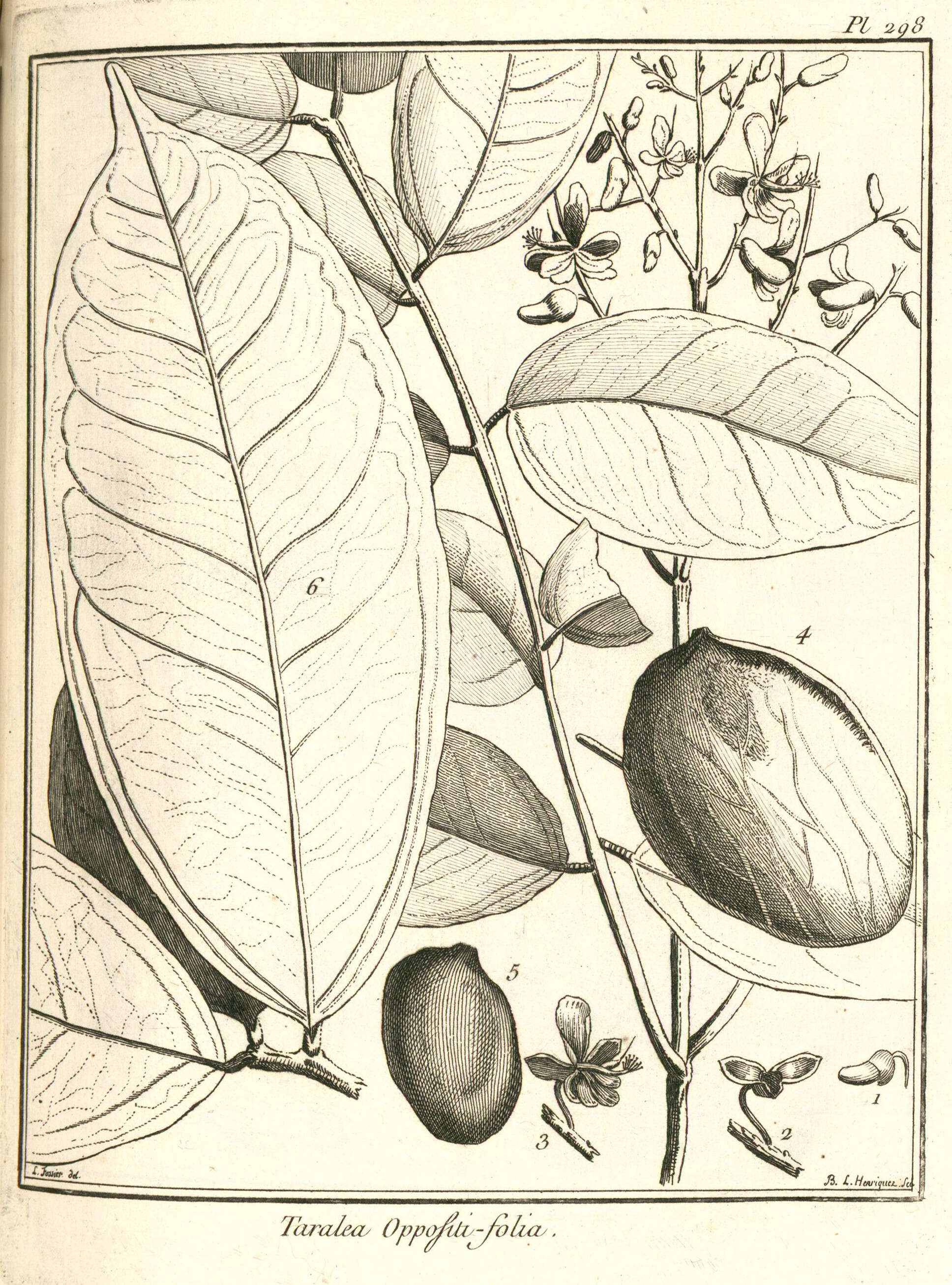 Image of taralea