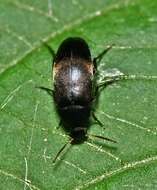 Image of false flower beetles