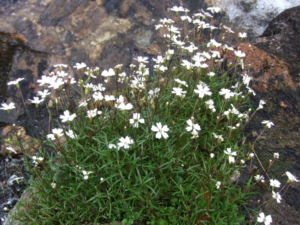 Image of Heliosperma pusillum (Waldst. & Kit.) Rchb.