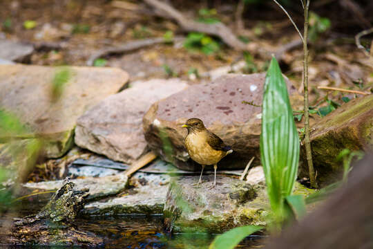 Image of Clay-colored Robin