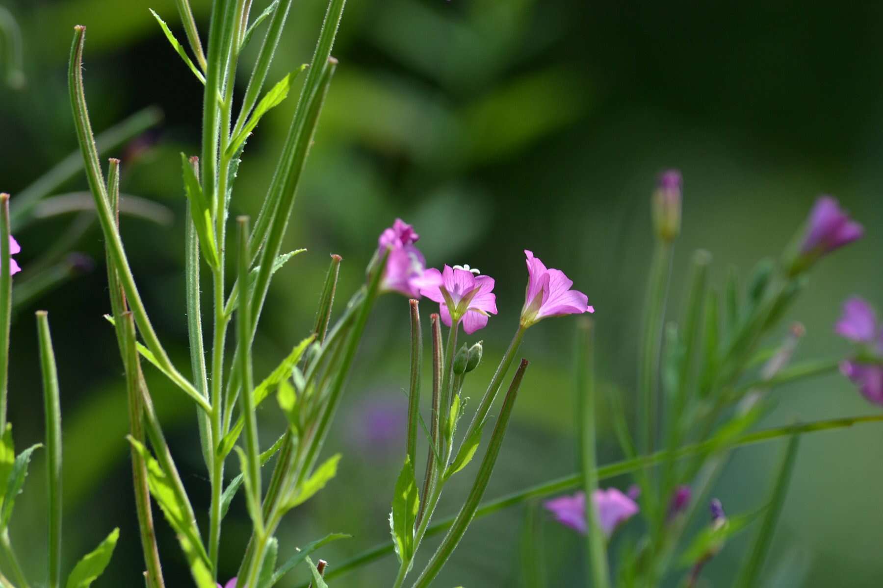 Image of Great Willowherb