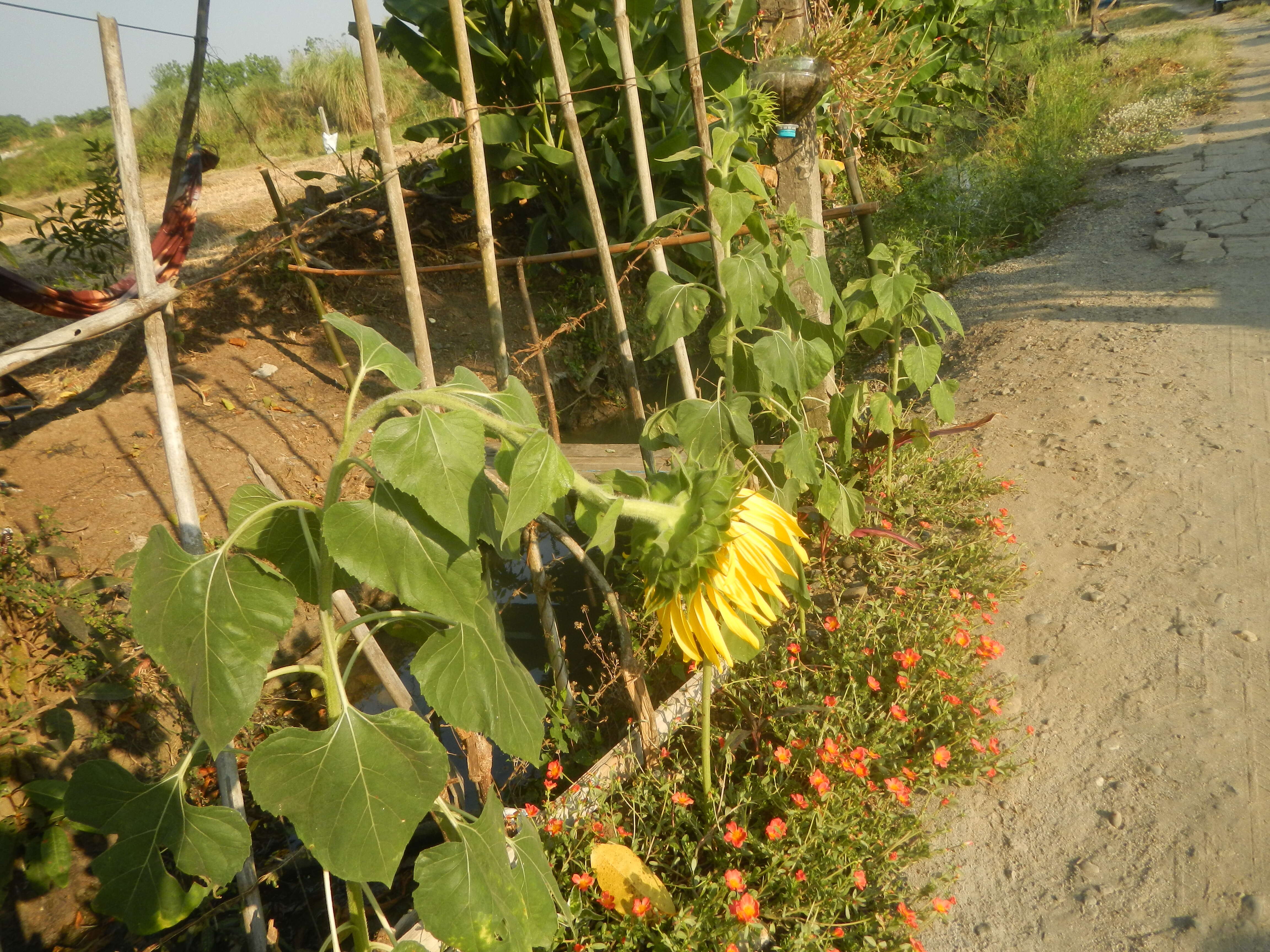 Image of common sunflower