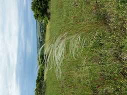 Image of European feather grass