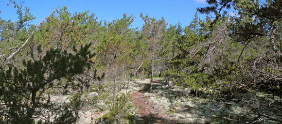 Image of jack pine