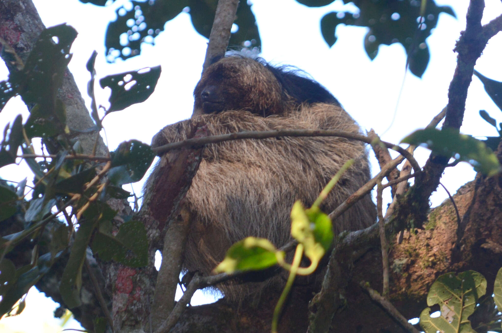 Image of Maned sloth