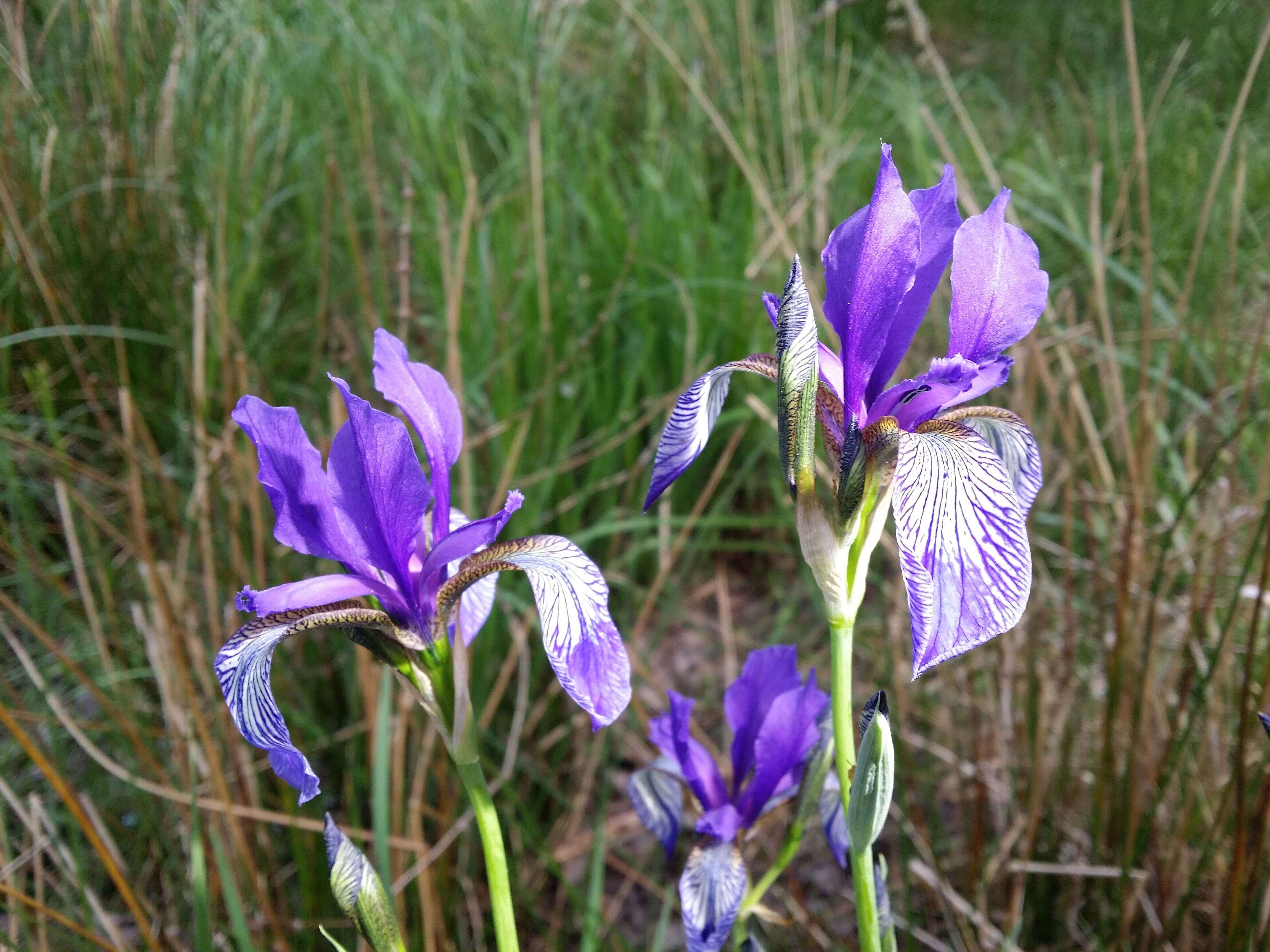 Image of German Iris