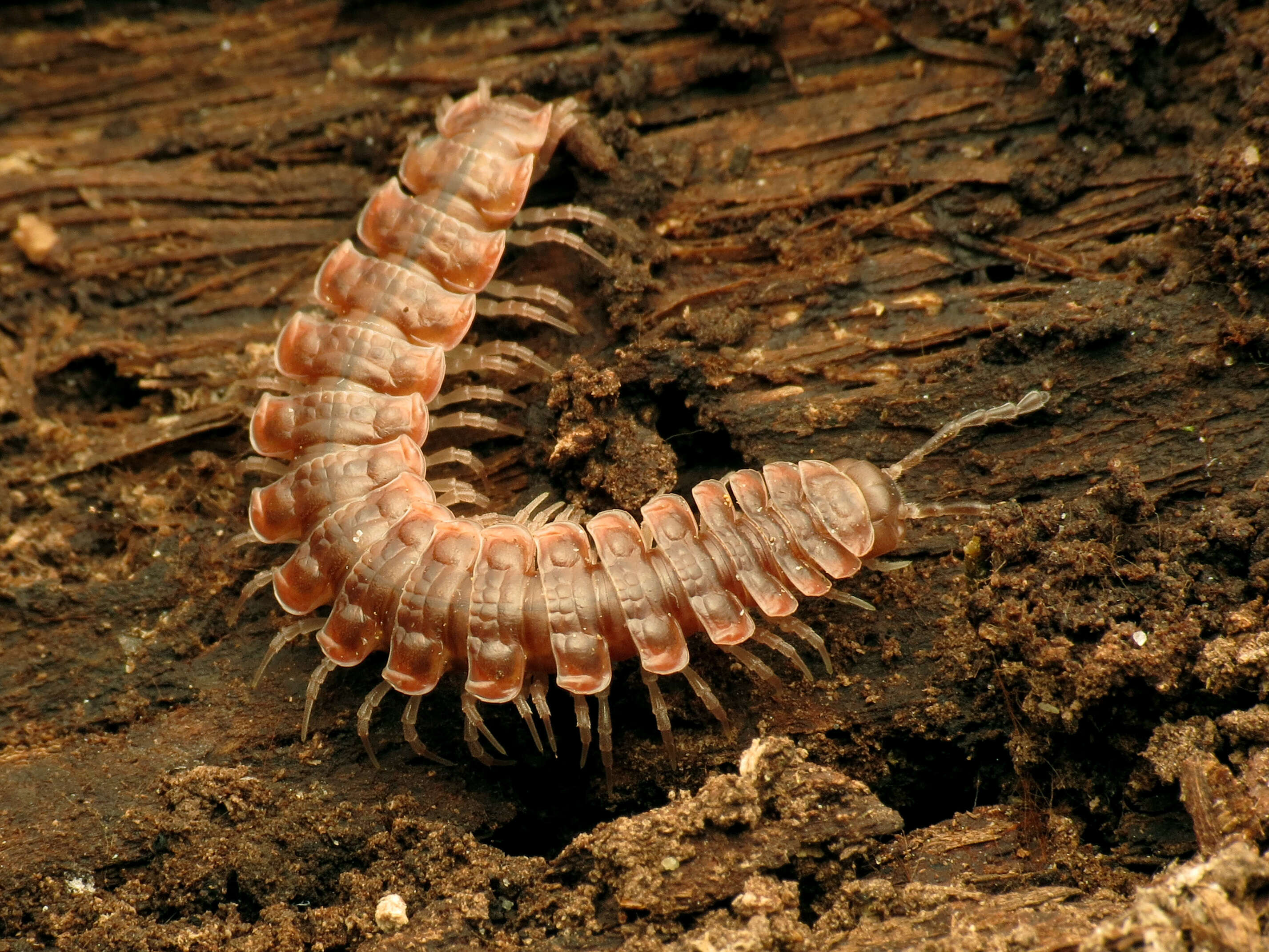 Image of Pseudopolydesmus