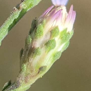 Image of scaleleaf aster