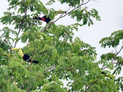 Image of Keel-billed Toucan