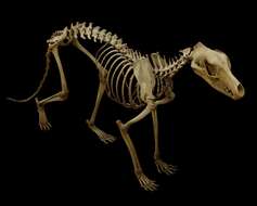 Image of thylacines