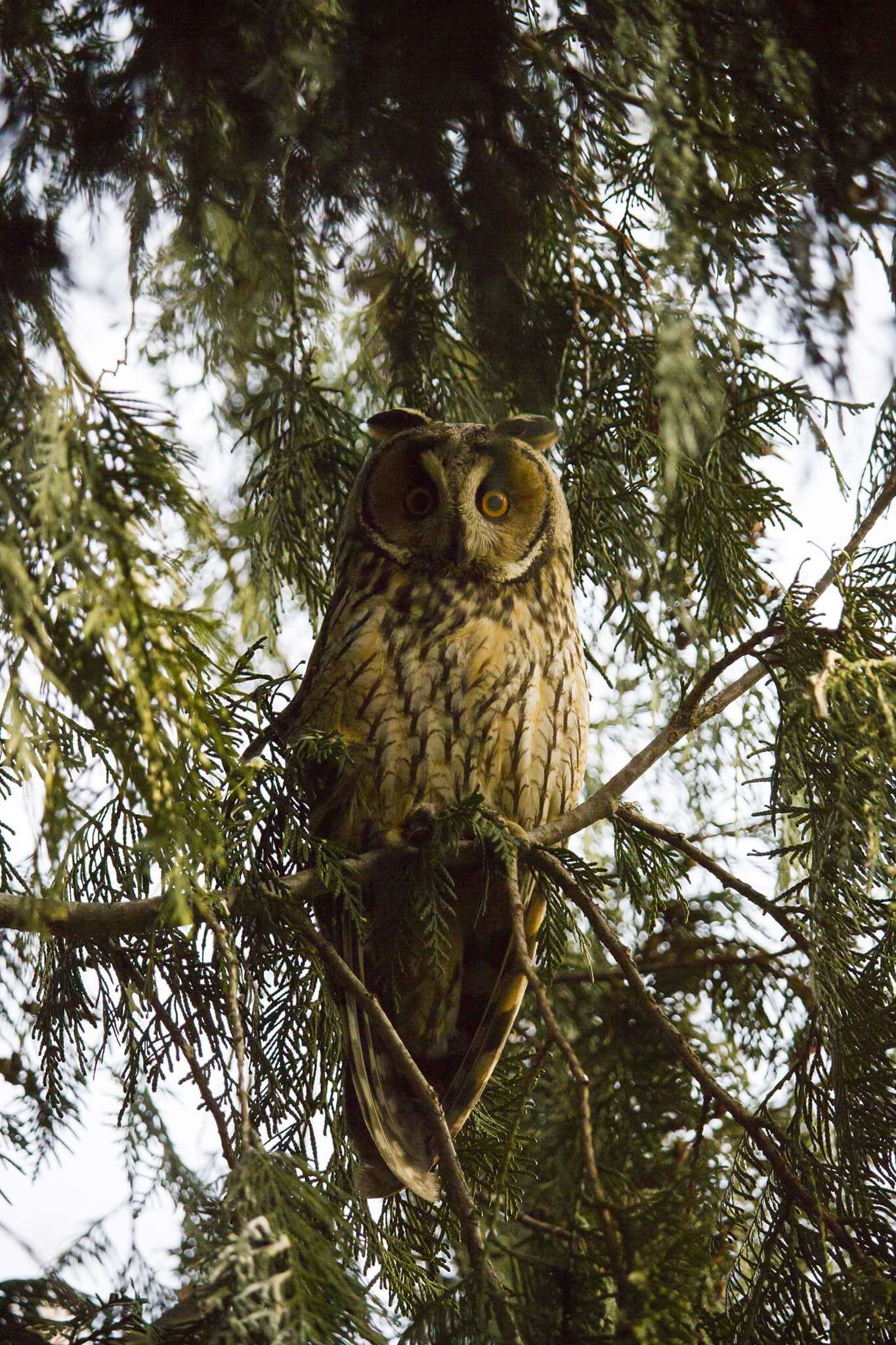 Image of Long-eared Owl