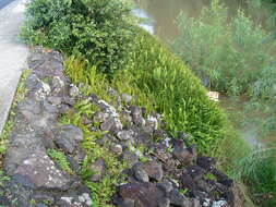 Image of narrow swordfern